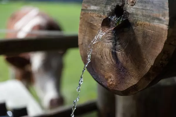 Nahaufnahme: Wasser fließt aus einem Holzbrunnen mit einer Kuh im Hintergrund