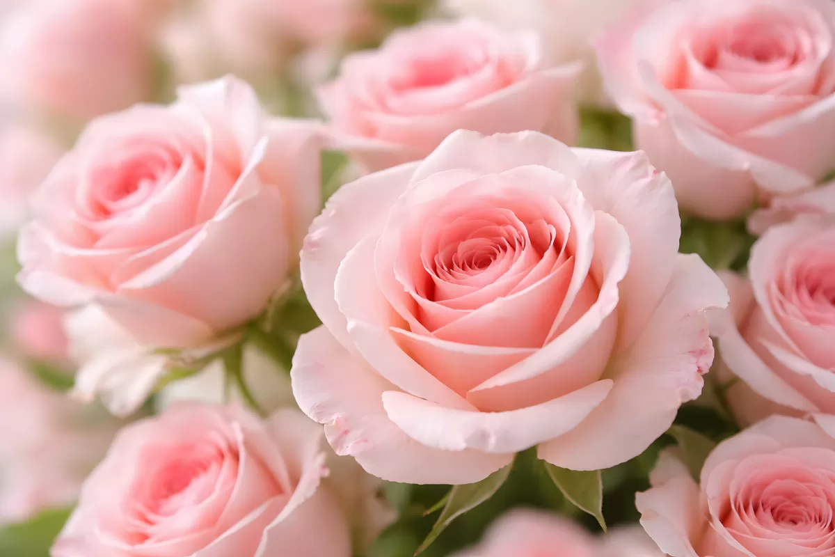 Nahaufnahme zartrosa Rosen in voller Blüte