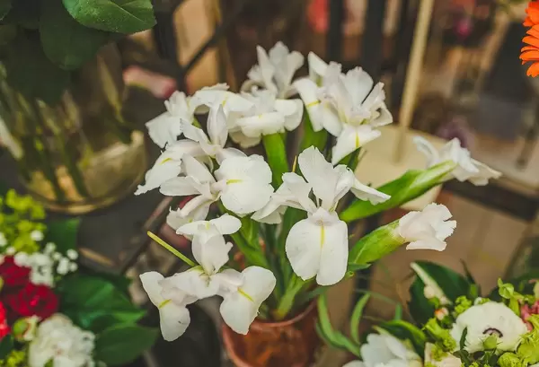 Nahaufnahme zeigt weiße Schwertlilien in einer Vase