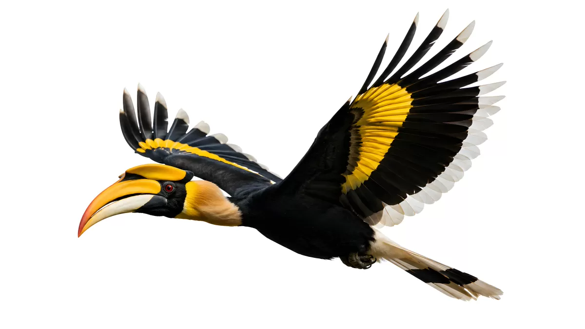 Nashornvogel im Flug vor weißem Hintergrund