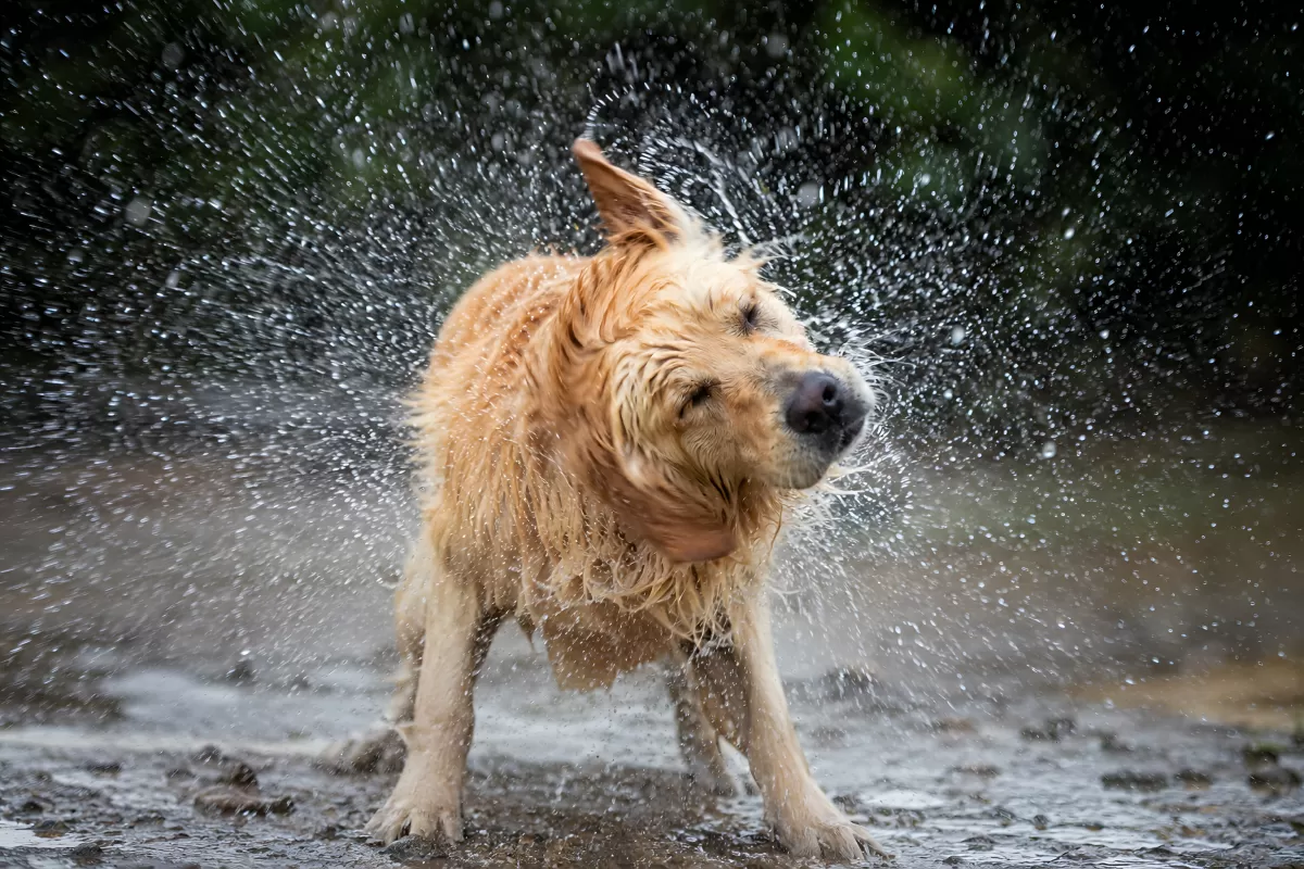 Nasser Labrador schüttelt sich nach dem Baden