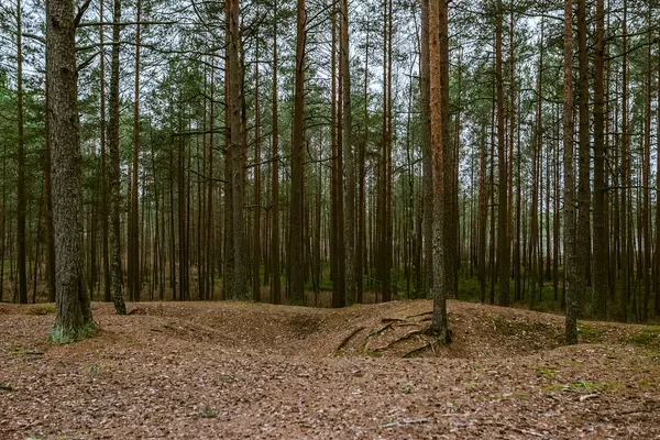 National Park Forest Scene Flat