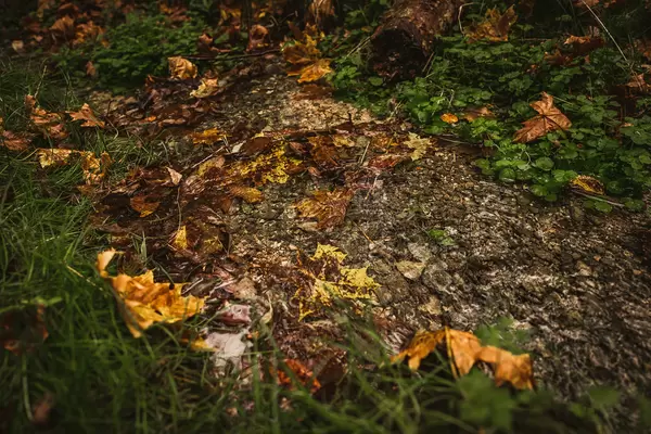 National Park Forest Stream Autumn
