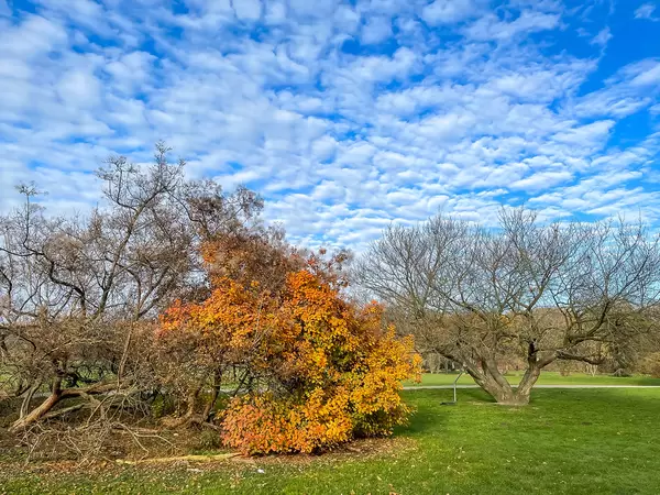 Natur am Ende des Herbstes: Bäume mit nackten Zweigen und teilweise noch mit gelben Blättern