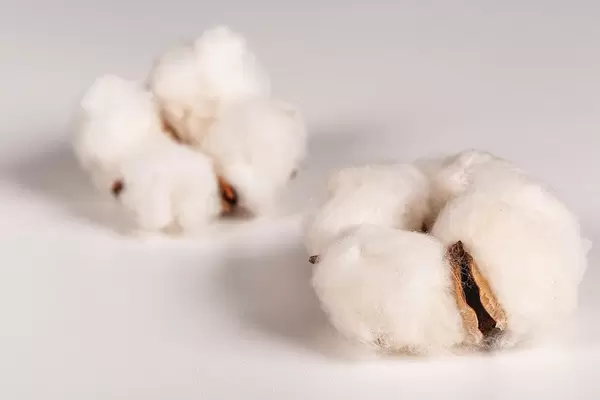 Natural cotton flowers on white
