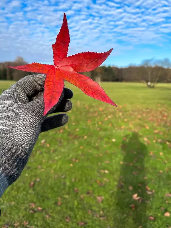 Nature in autumn: hand with grey woolen glove holds a red leaf with five tips in front of a meadow