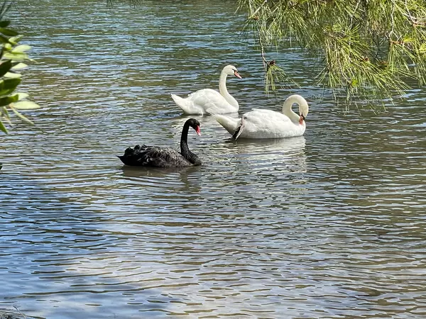 Nature in Greece: white and black swans at Koukounaries on the island of Skiathos, Thessaly