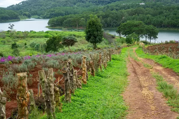 Nature Walkway at Lavendergardens with Tuyen Lam Lake in Dalat, Vietnam