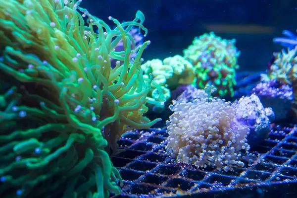 Neon coral reef (Flip 2019)