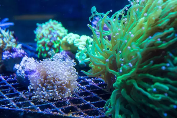 Neon coral reef