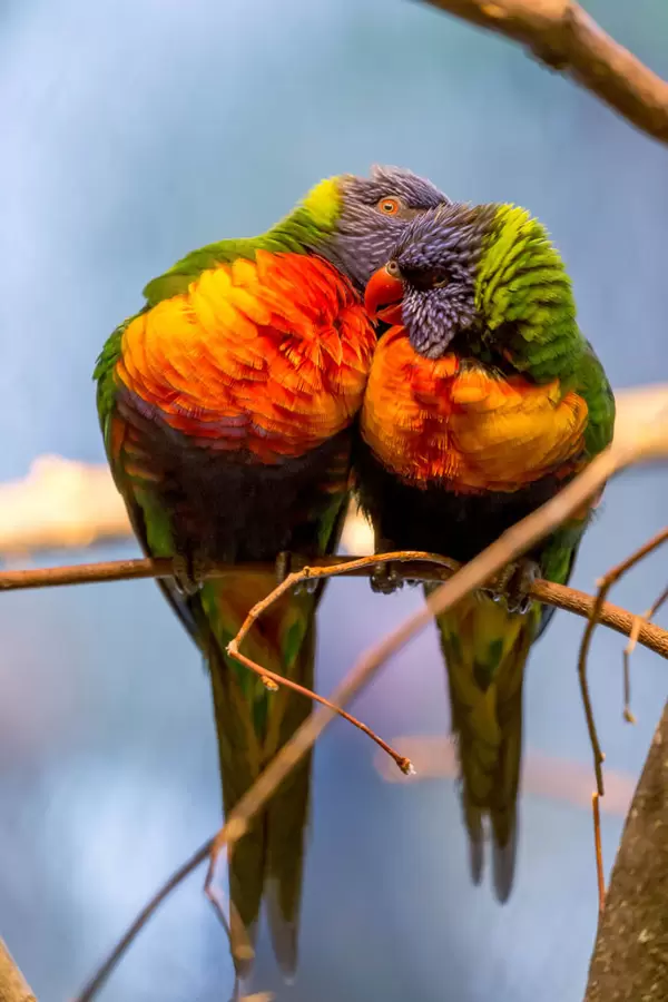 Neopsittacus musschenbroekii