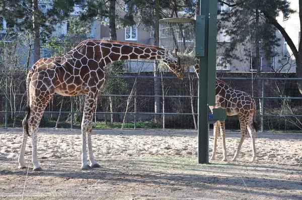 Netzgiraffen bei der Fütterung