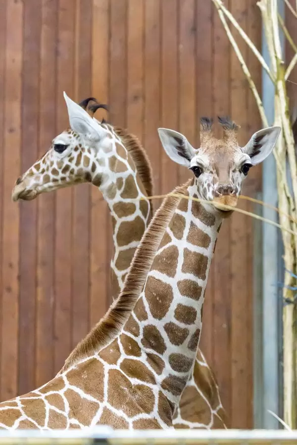 Netzgiraffenkuh "Sala"