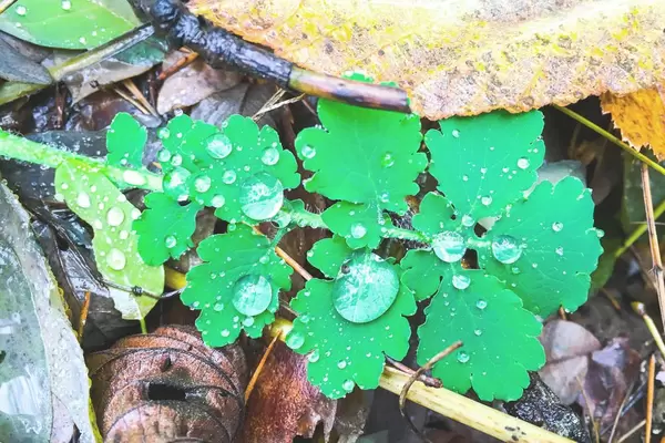 Neues Grün im Frühling