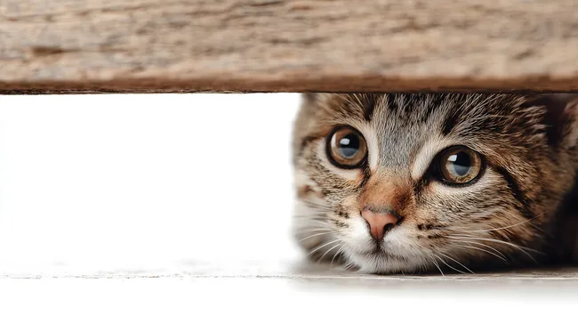 Neugierig blickende Hauskatze unter Möbel