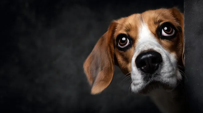 Neugierig blickender Beagle-Hund hinter dunkler Wand