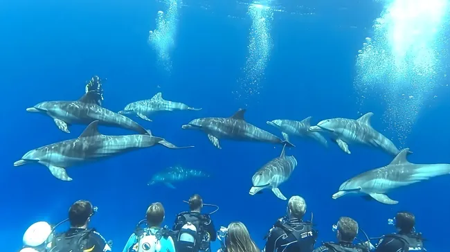 Neugierige Delfingruppe beobachtet Taucher
