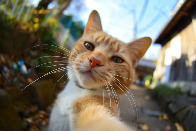 Neugierige Katze blickt vertrauensvoll in die Kamera