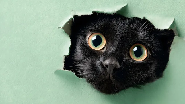 Neugierige schwarze Katze blickt durch Papierloch