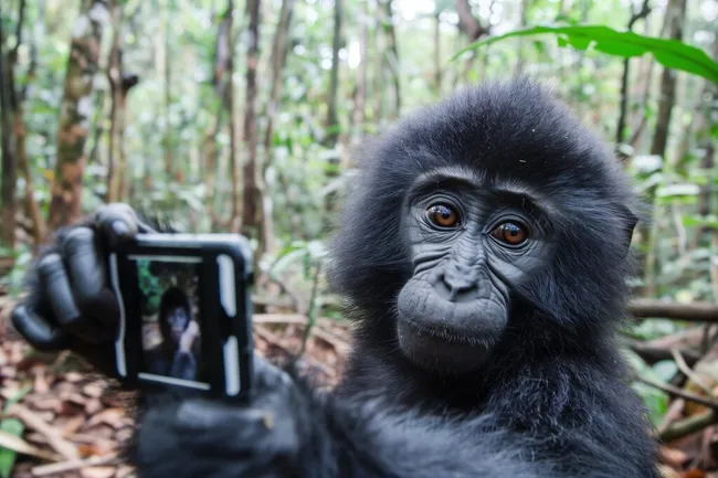 Neugieriger Affe macht Selfie im grünen Dschungel