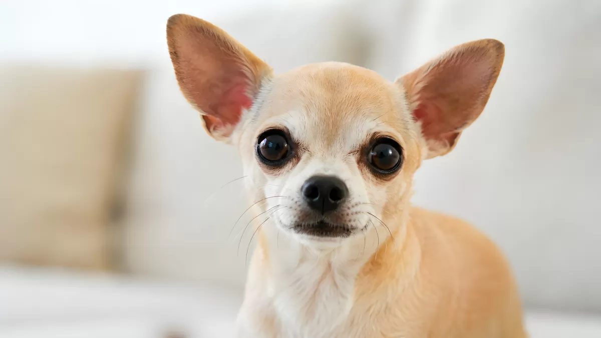 Neugieriger Chihuahua mit großen Augen im Nahaufnahme-Porträt