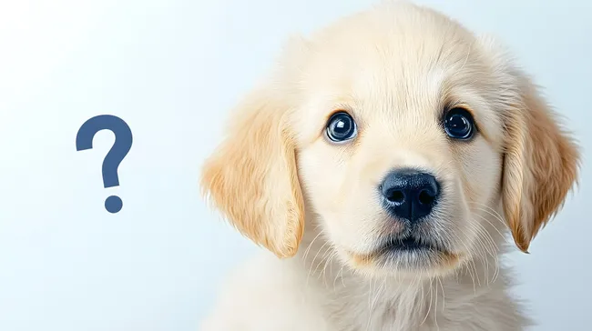 Neugieriger Golden Retriever Welpe mit Fragezeichen