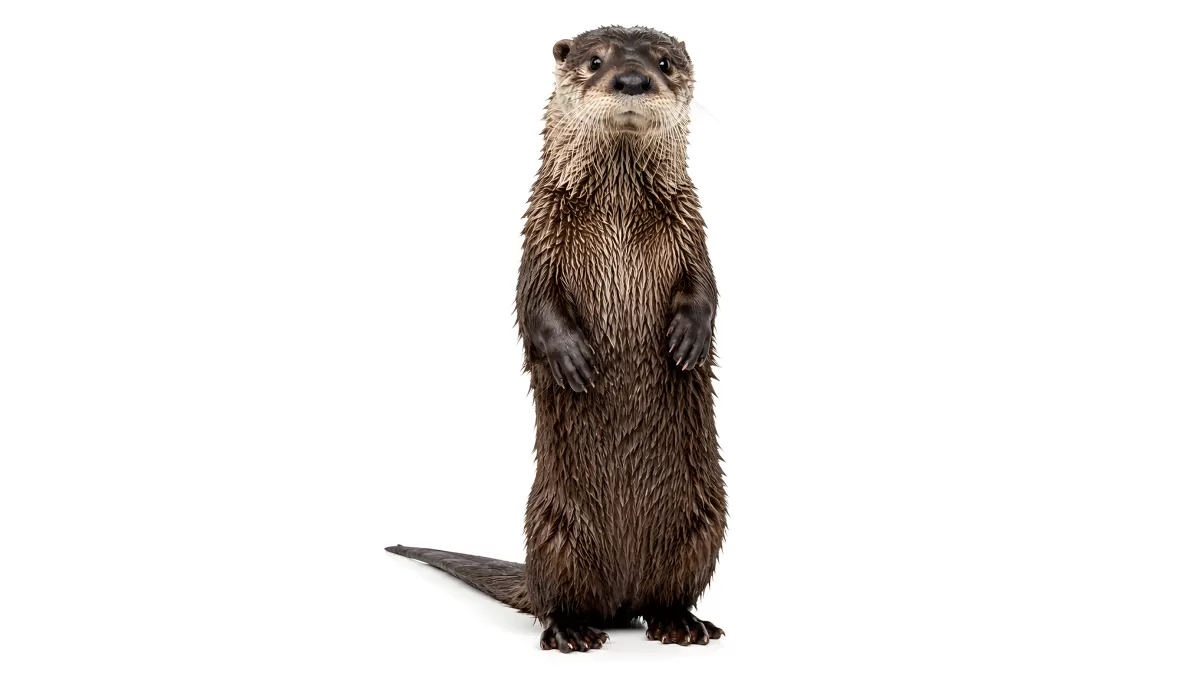 Neugieriger Otter steht aufrecht auf weißem Hintergrund