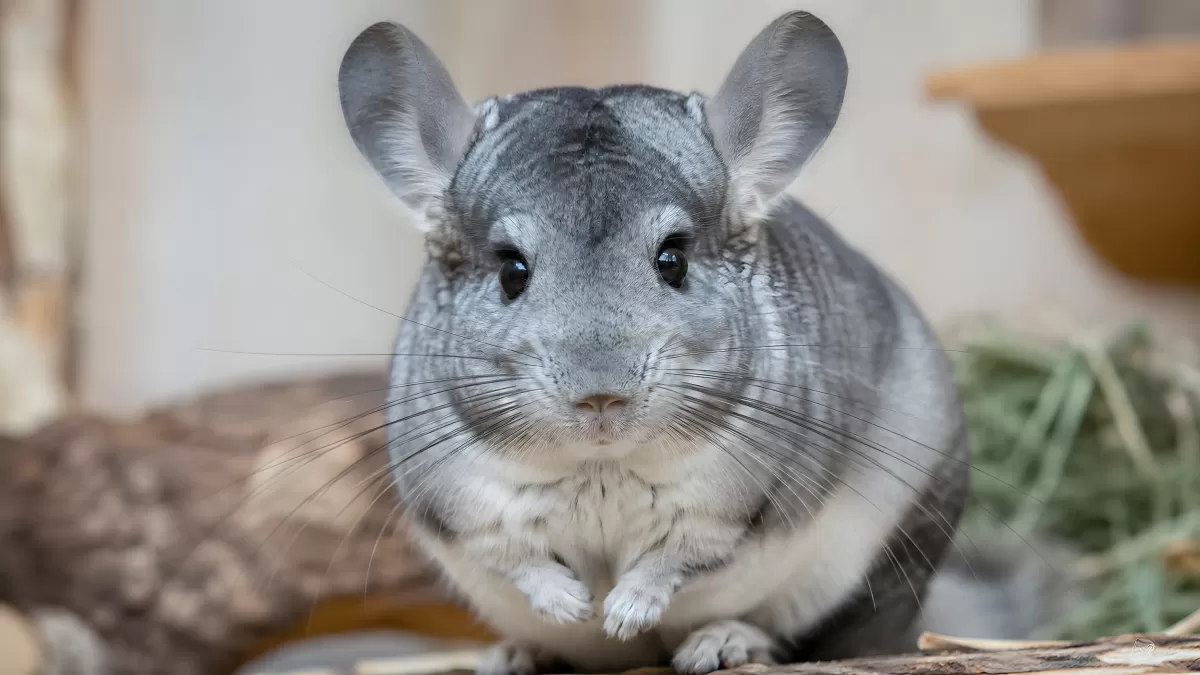 Neugieriges Chinchilla in Nahaufnahme frontal