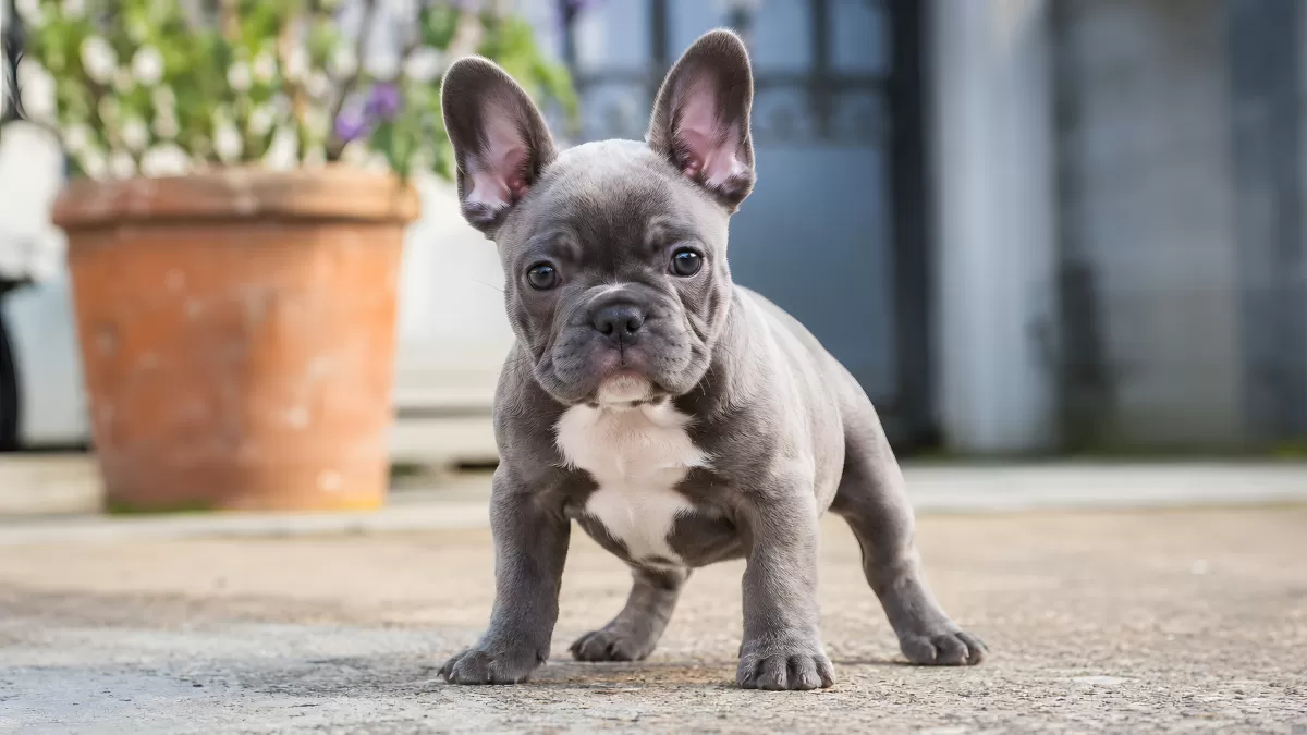 Niedliche französische Bulldogge Welpe auf Pflasterstein