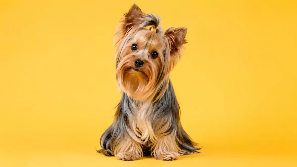 Niedlicher Yorkshire Terrier sitzt vor gelbem Hintergrund