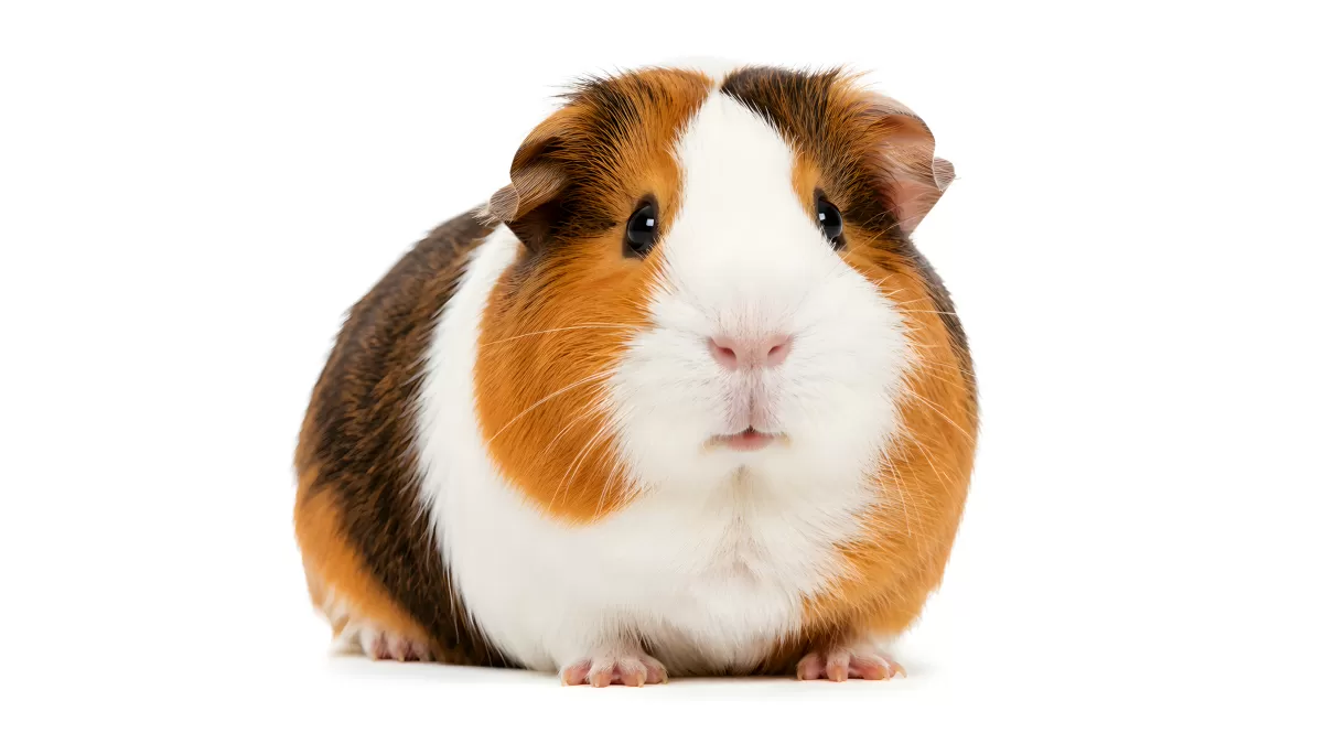 Niedliches Meerschweinchen mit dreifarbigem Fell