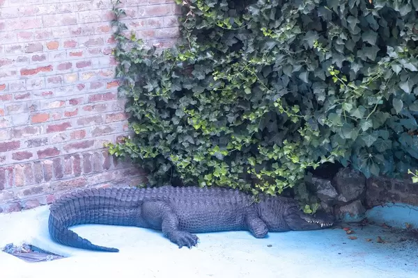 Nile Crodoile on the sunshine day in the Belgrade Zoo
