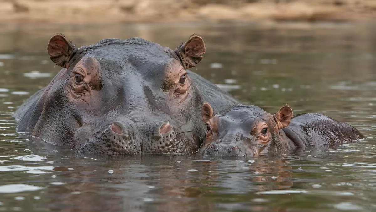 Nilpferd-Mutter mit Jungtier im Wasser