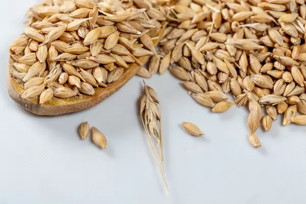 Oats grain, raw ears on a white background