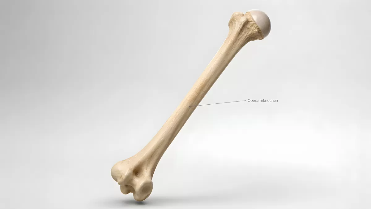 Oberarmknochen Humerus anatomisches Modell freigestellt