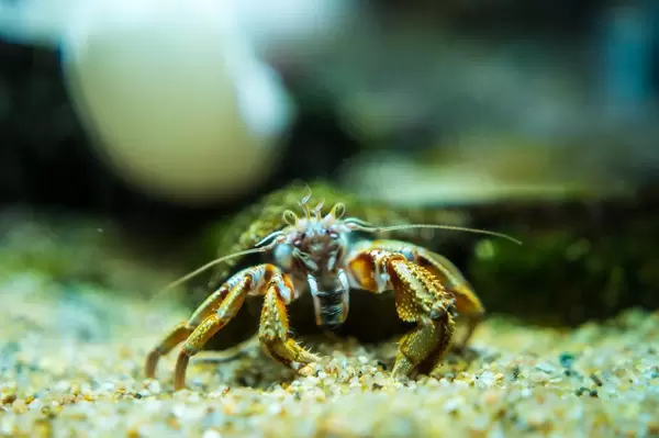 Ocean crab face (Flip 2019)