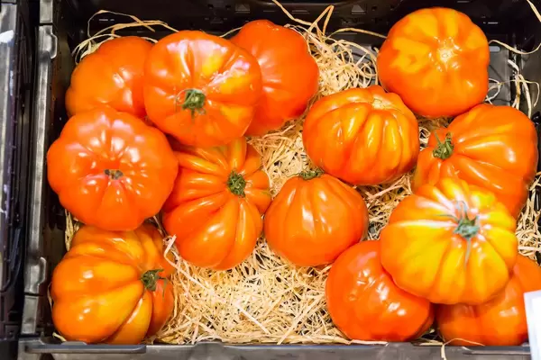 Ochsenherz-Tomaten aus Deutschland