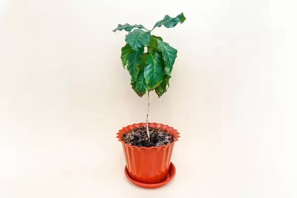 Сoffee tree in a pot isolated on light cream background