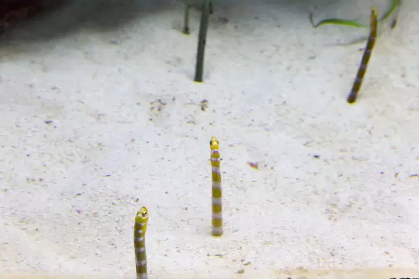 Ohrfleck-Röhrenaal (Heteroconger hassi) im Shedd Aquarium