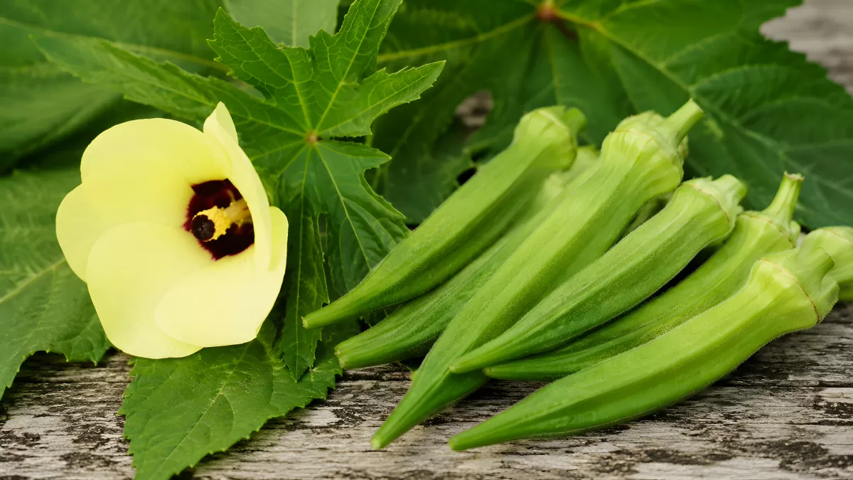 Okraschoten mit Blüte und Blättern auf Holz