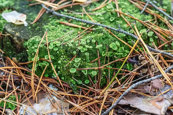 Old tree stump with moss and green mushrooms