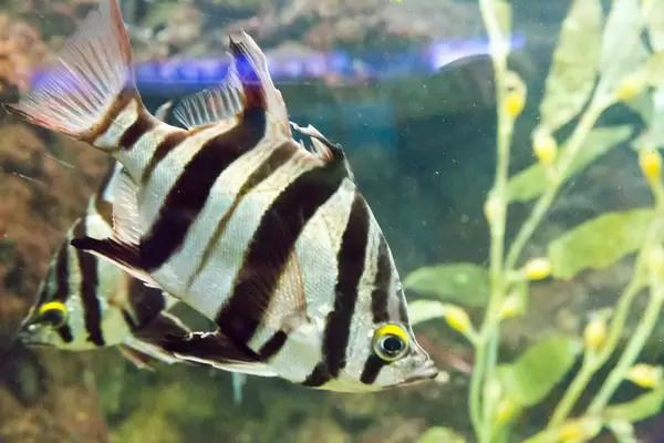 Old wife (Enoplosus armatus) at Shedd Aquarium