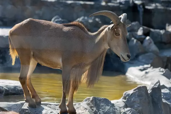 Older Brown African Goat standing on the wall in the Belgrade Zoo