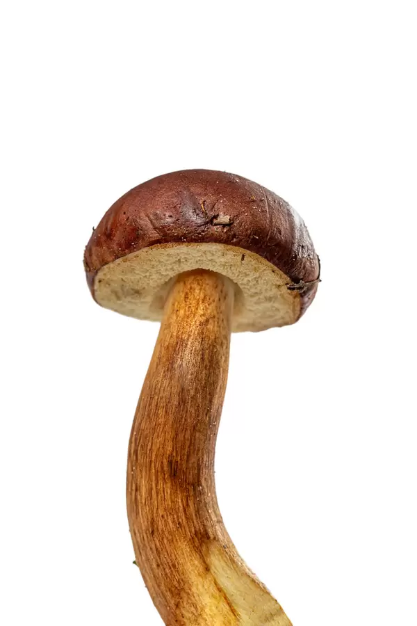 One fresh brown-cap boletus mushroom