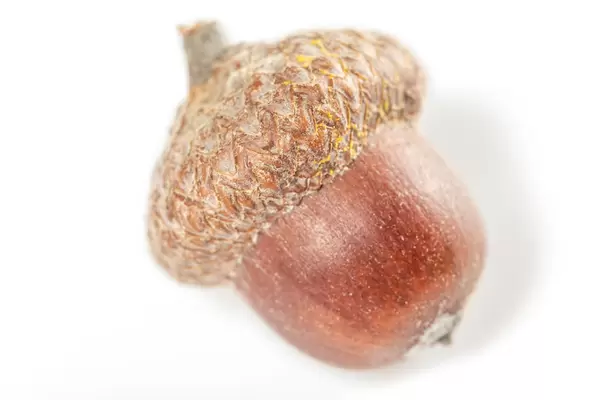 One oak acorn on a white background, close-up