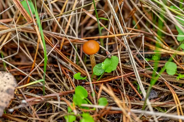 One small mushroom grows in dry pine needles