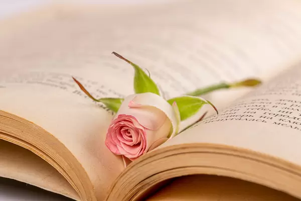 One small rose lies in an open book