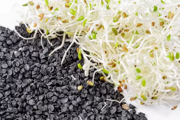 Onion seeds and fresh onion microgreens (Flip 2020)