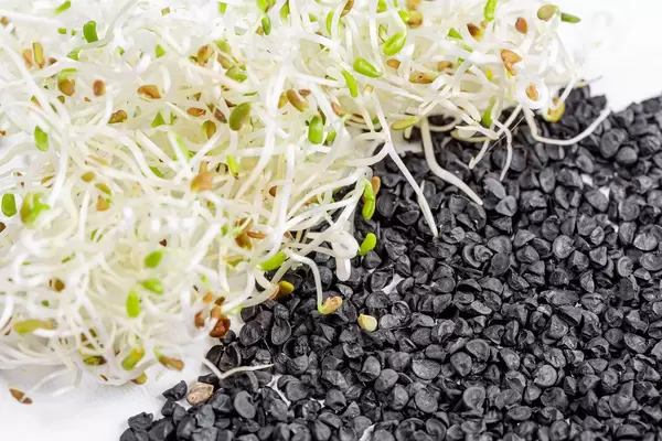 Onion seeds and fresh onion microgreens