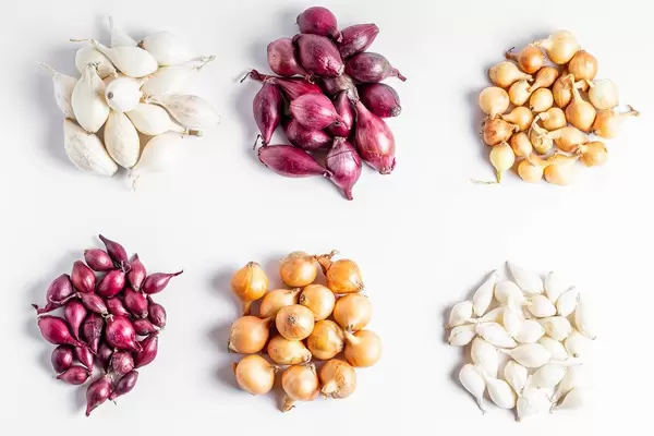 Onions of different colors and varieties